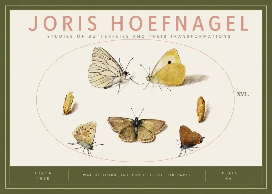 Joris Hoefnagel Studies of Butterflies and Their Transformations No3 - Poster