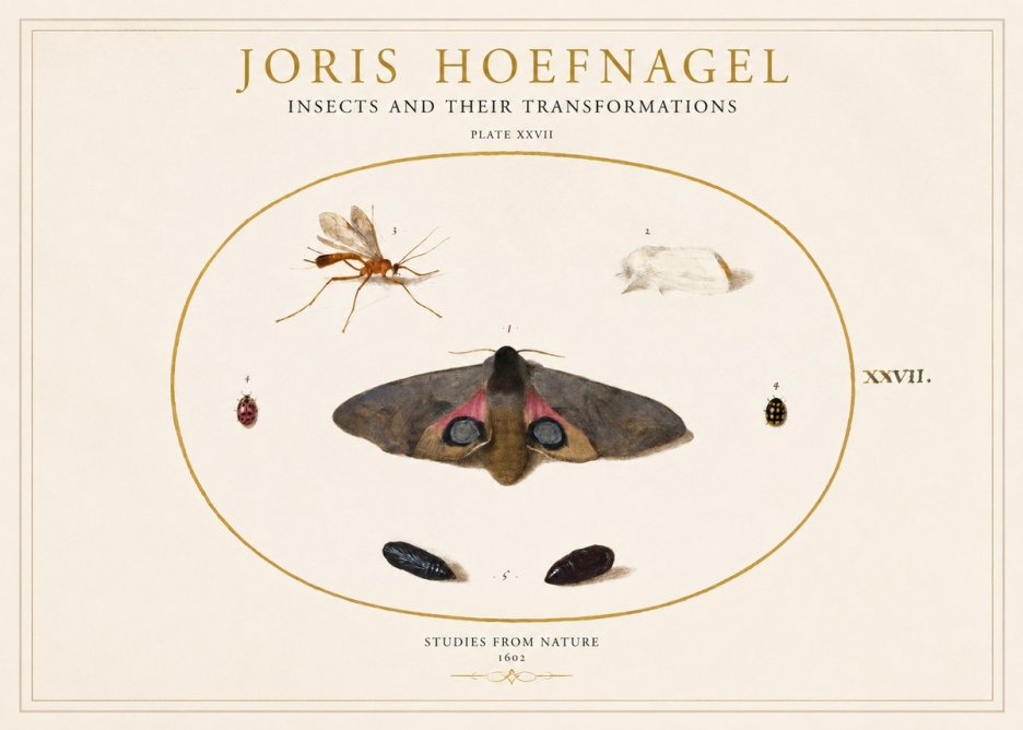 Joris Hoefnagel Insects and Their Transformations - Plate Xxvii No1 - Poster