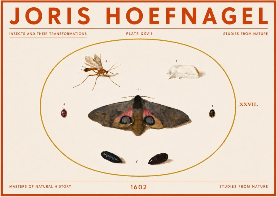 Joris Hoefnagel Insects and Their Transformations - Plate Xxvii No5 - Poster