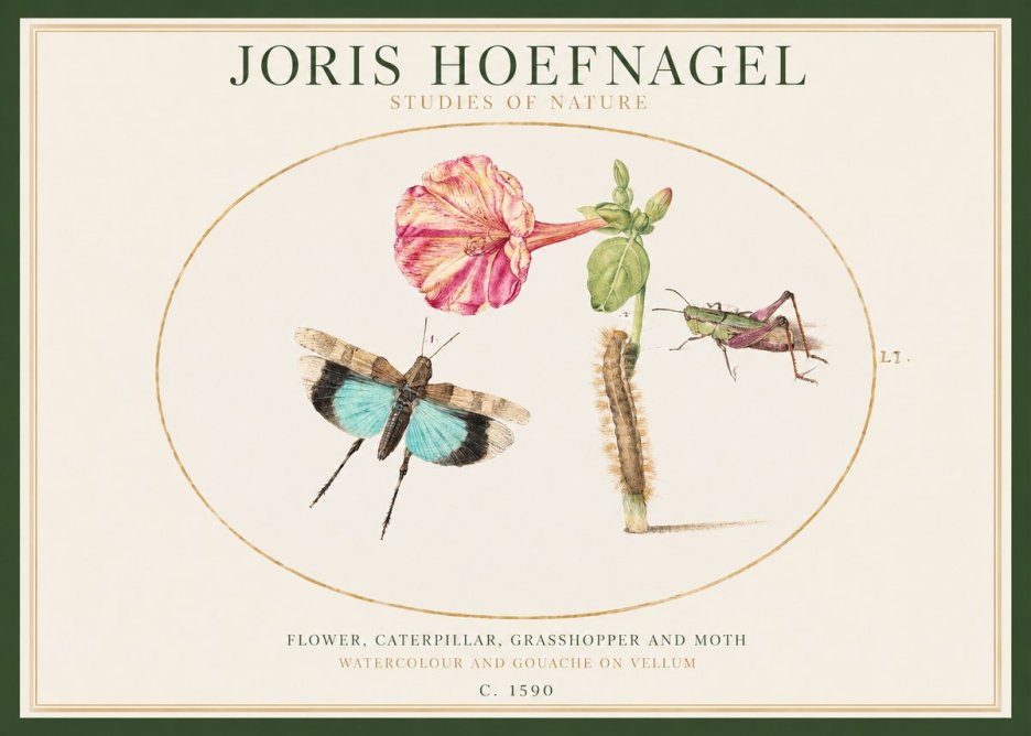 Joris Hoefnagel Plate L1. Studies of Insects and Plants No2 - Poster