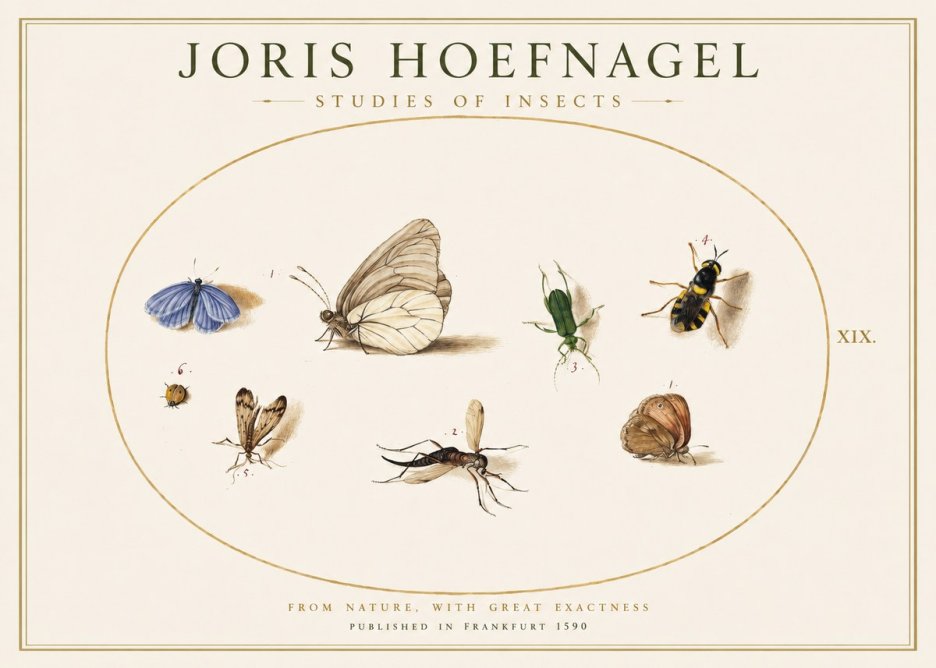 Joris Hoefnagel Studies of Insects V No1 - Poster