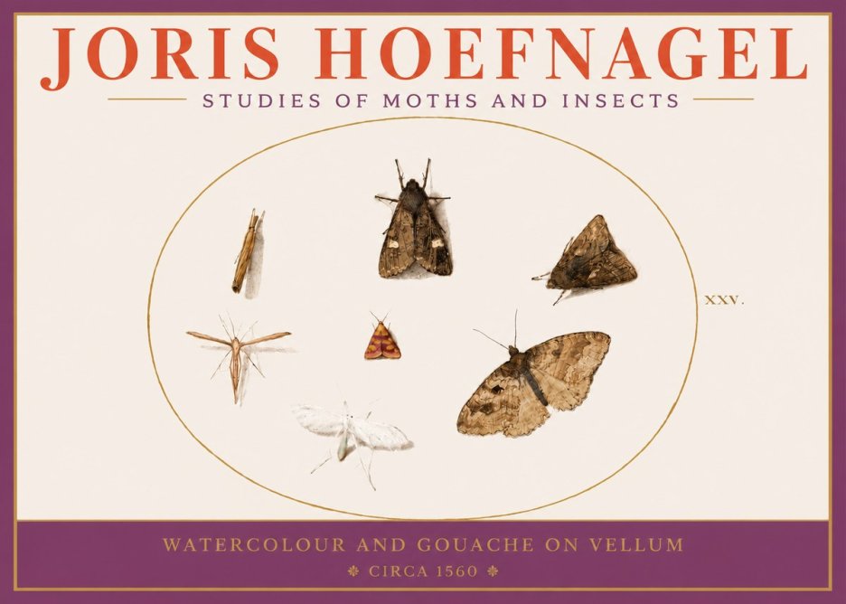 Joris Hoefnagel Studies of Moths and Insects - Xxv. No3 - Poster