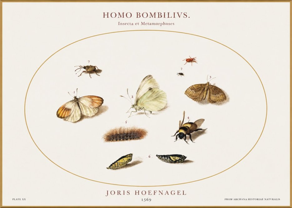 Joris Hoefnagel Homo Bombilivs. Insecta Et Metamorphoses No1 - Poster