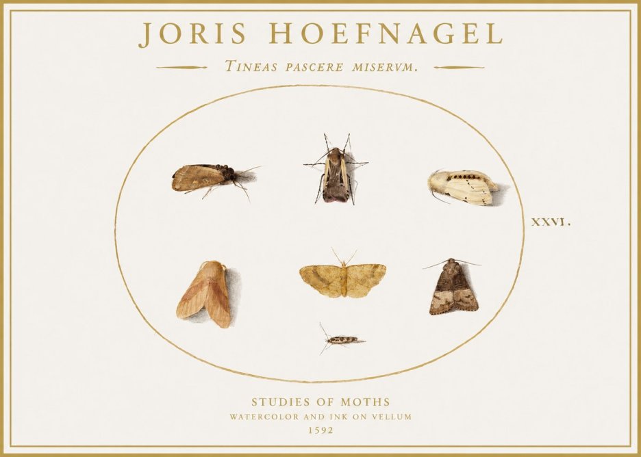 Joris Hoefnagel Studies of Moths II No1 - Poster