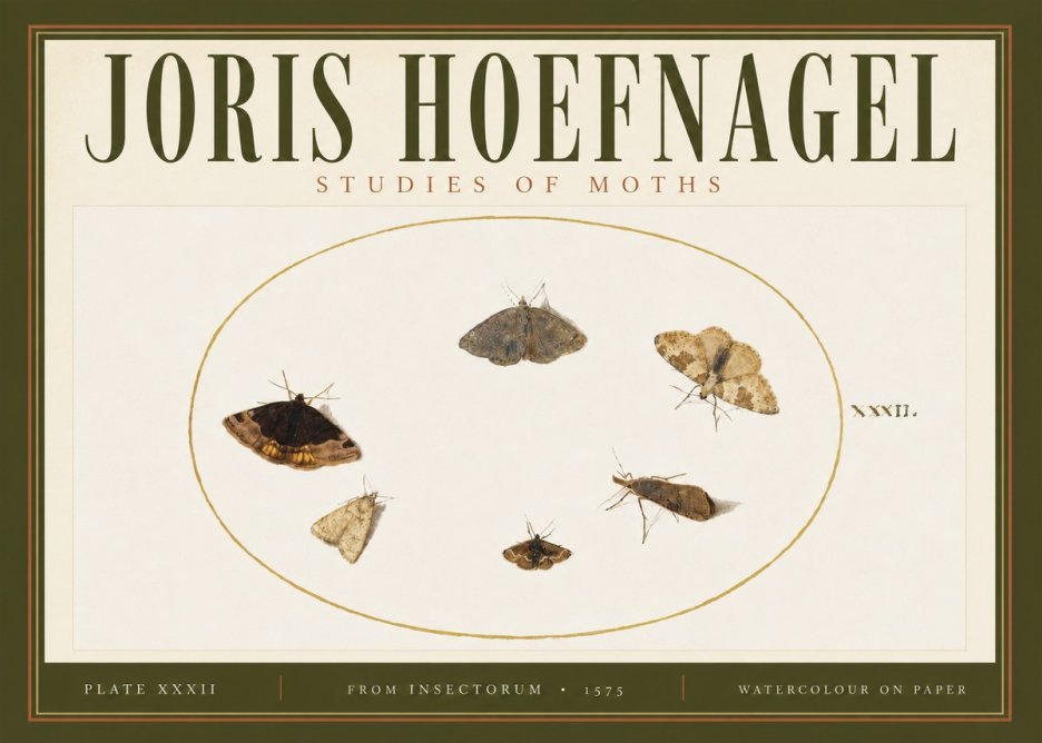 Joris Hoefnagel Studies of Moths III No4 - Poster