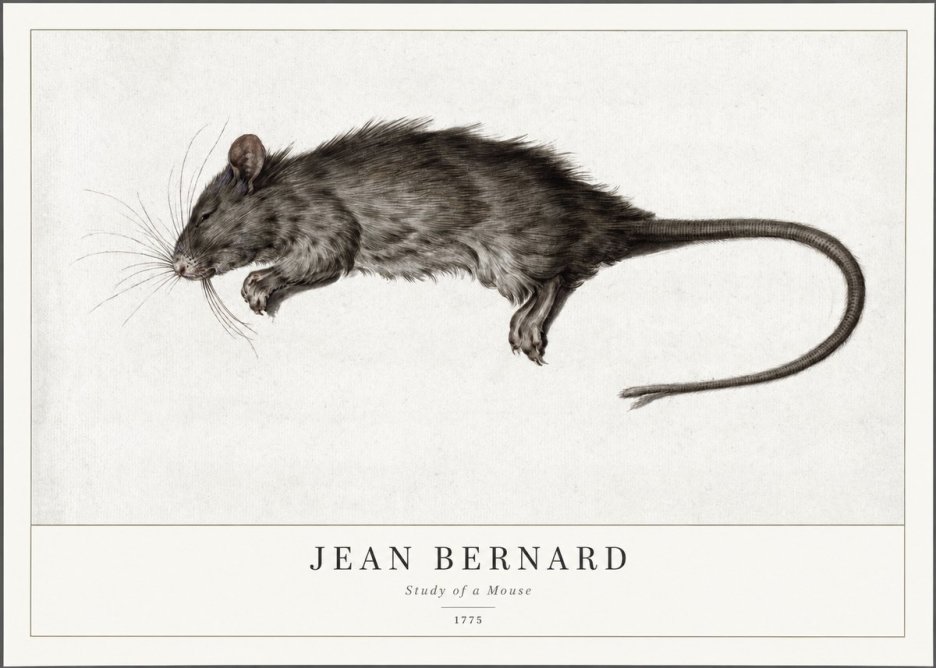 Jean Bernard Study of a Mouse II No1 - Poster