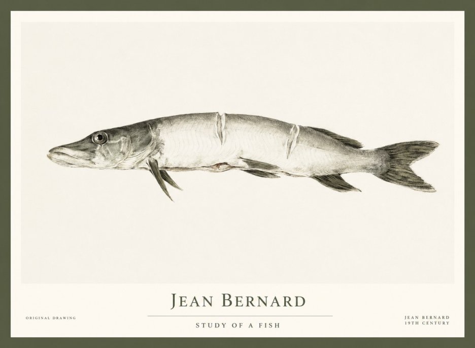 Jean Bernard Study of a Fish II No1 - Poster