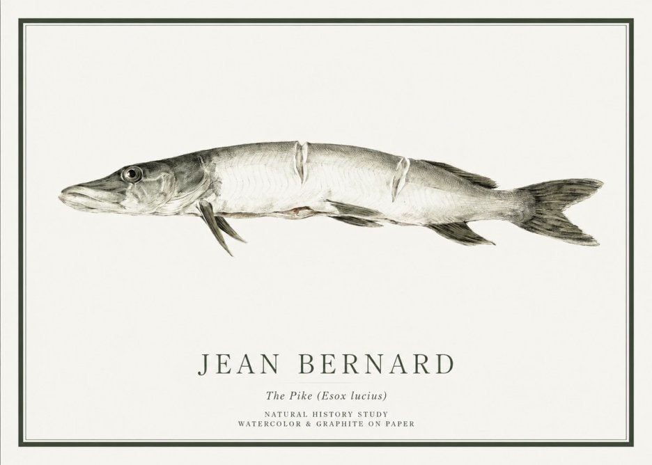 Jean Bernard Study of a Fish II No6 - Poster