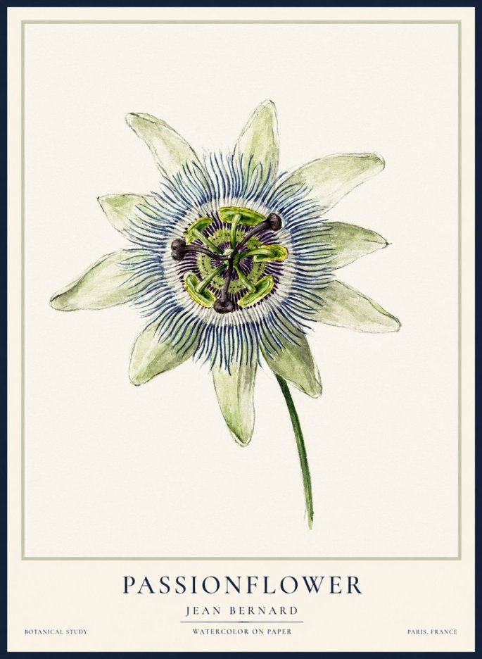 Jean Bernard Passionflower No2 - Poster