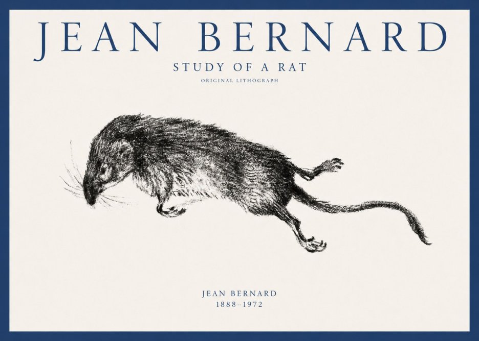 Jean Bernard Study of a Rat II No1 - Poster
