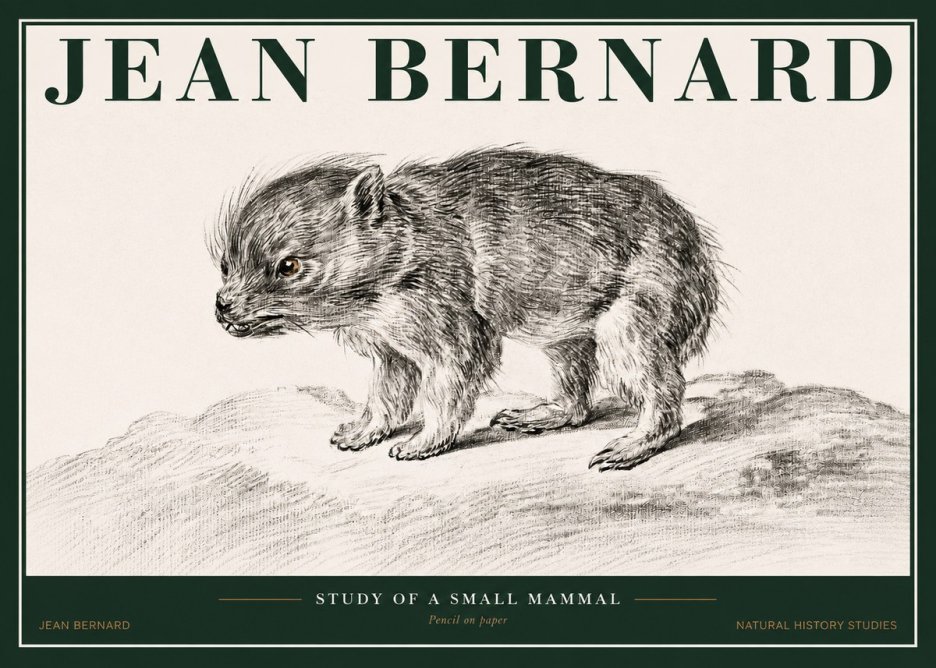 Jean Bernard Study of a Small Mammal No2 - Poster