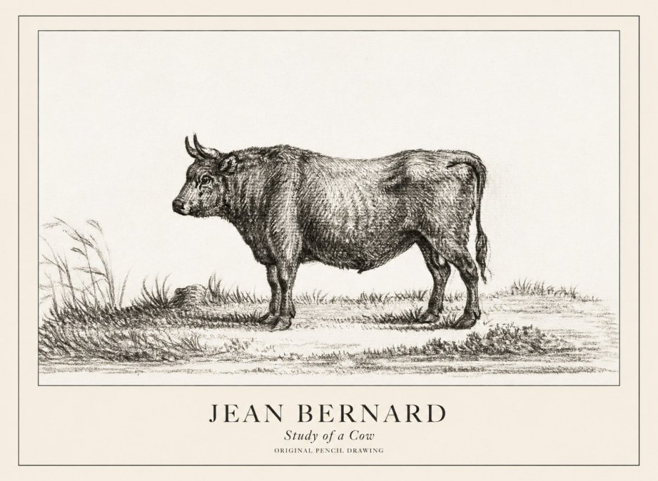 Jean Bernard Study of a Cow XIII No3 - Poster