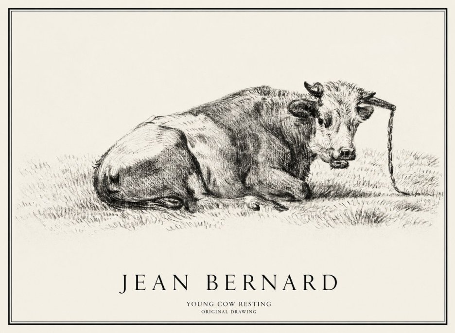 Jean Bernard Young Cow Resting No1 - Poster