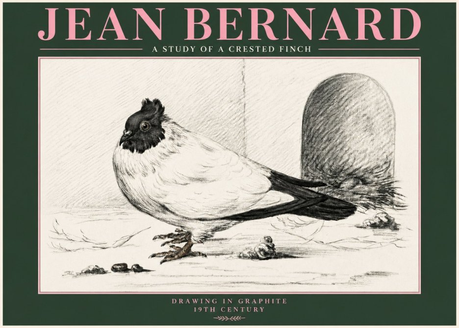 Jean Bernard A Study of a Crested Finch No3 - Poster
