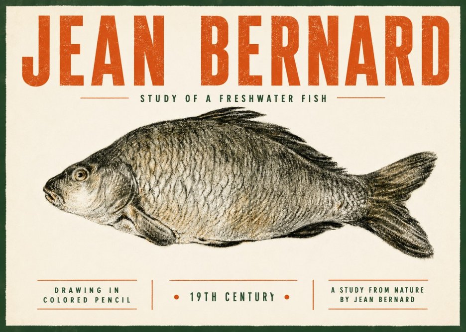 Jean Bernard Study of a Freshwater Fish No5 - Poster