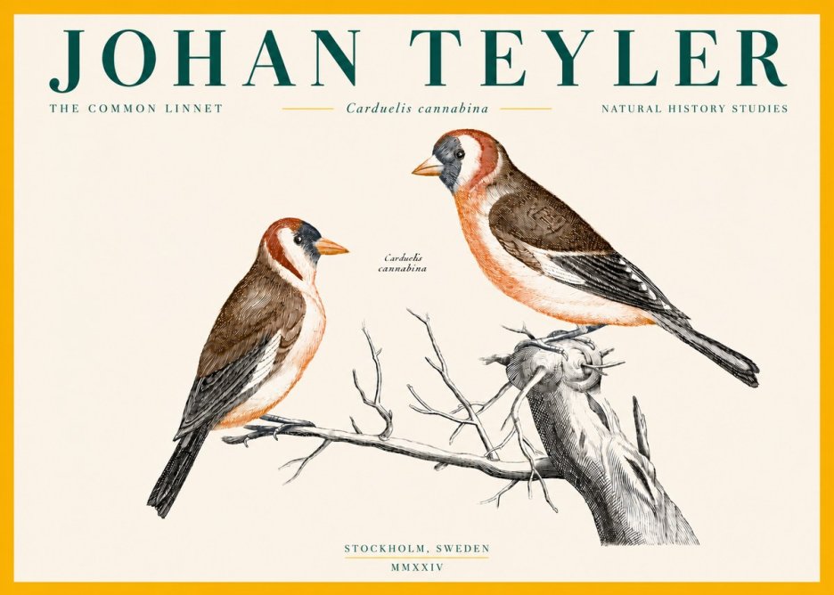 Johan Teyler The Common Linnet No4 - Poster