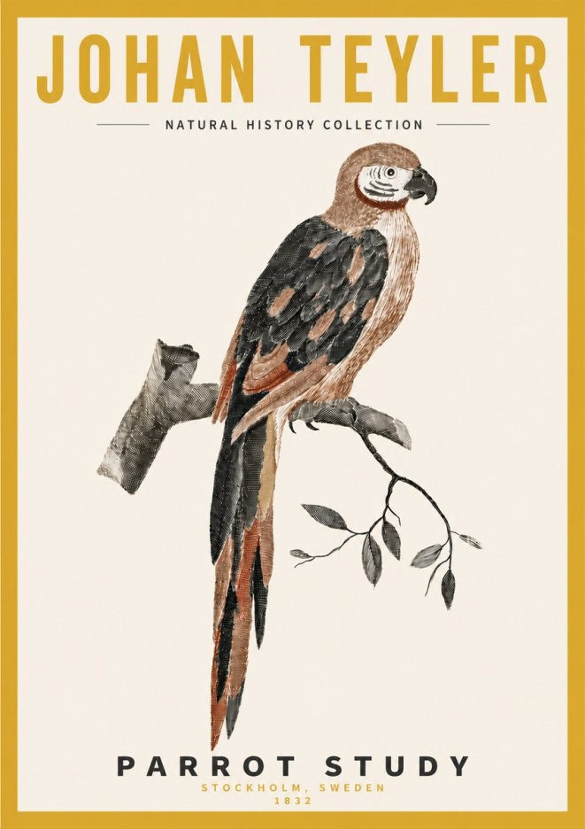 Johan Teyler Parrot Study I No4 - Poster