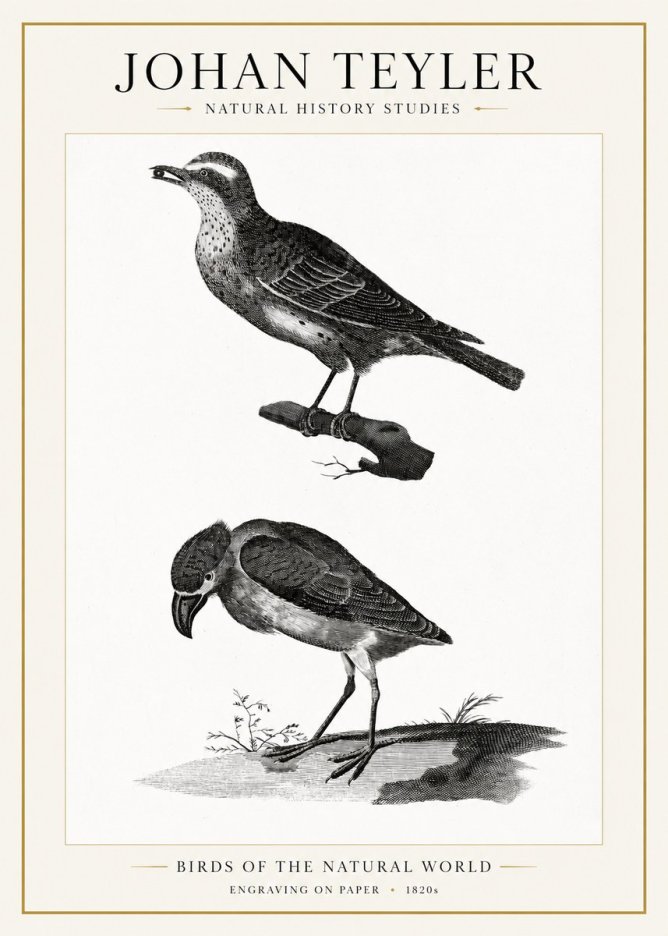 Johan Teyler Birds of the Natural World No1 - Poster
