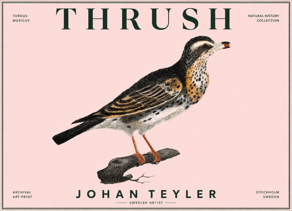 Johan Teyler Thrush No6 - Poster