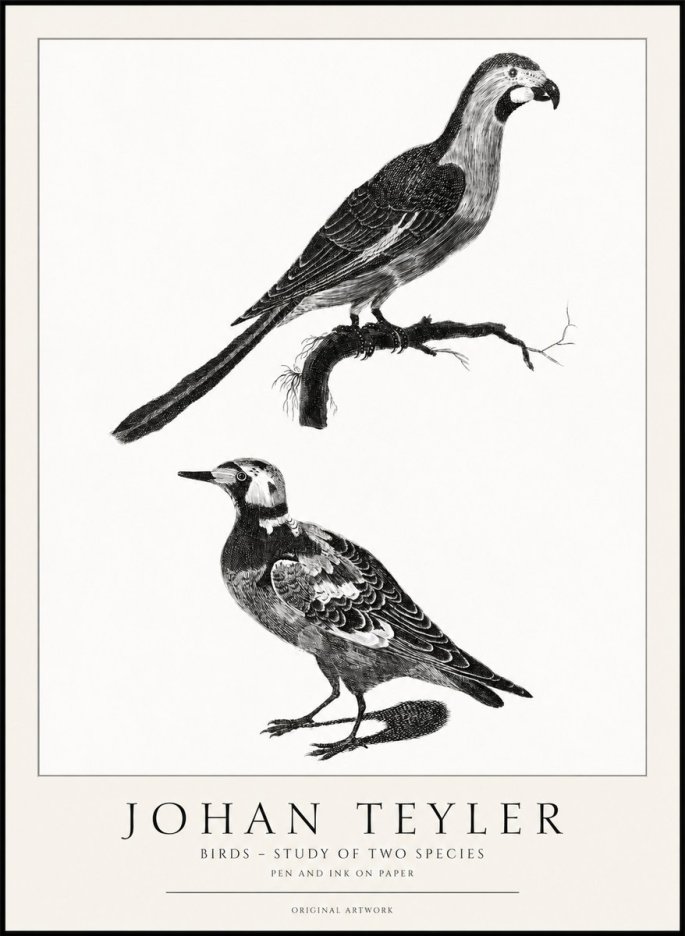 Johan Teyler Birds - Study of Two Species No1 - Poster