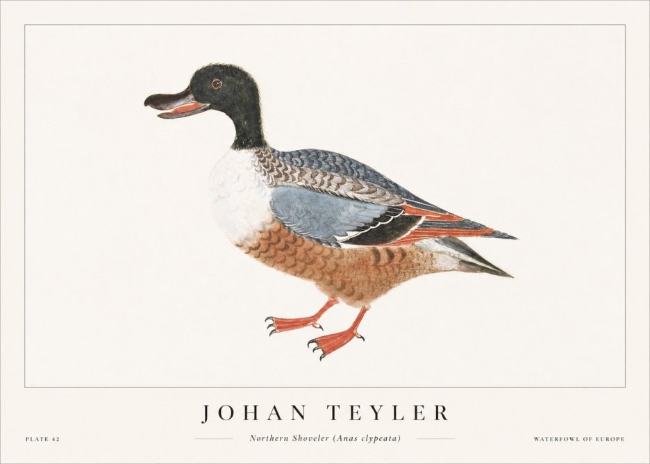Johan Teyler Northern Shoveler (Anas Clypeata) No1 - Poster