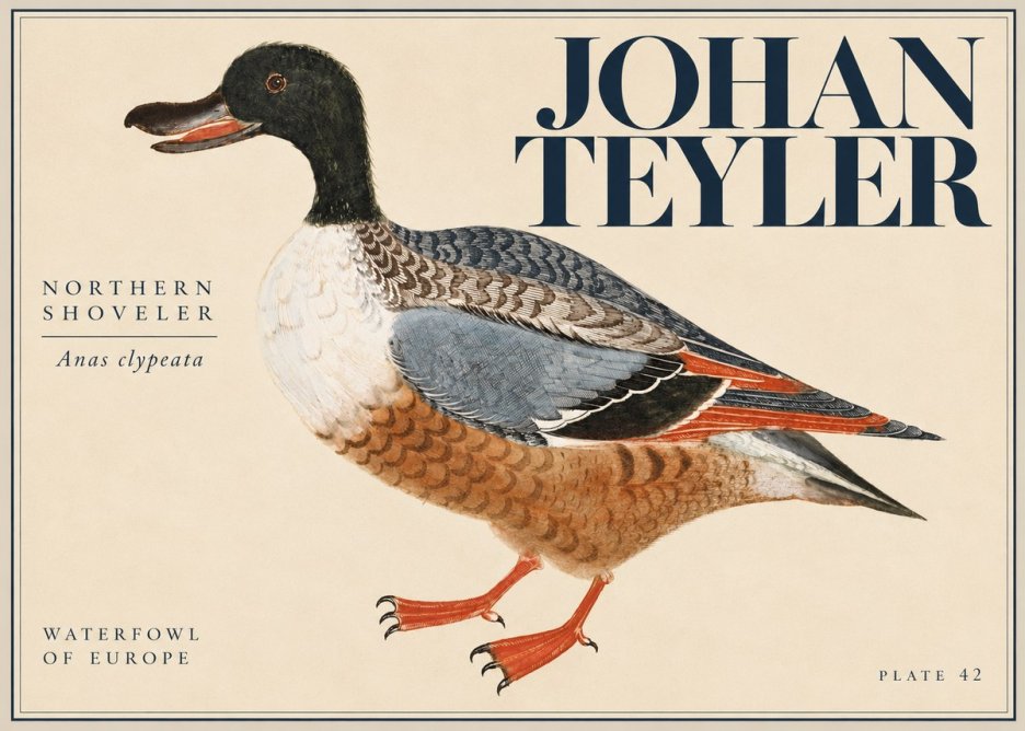 Johan Teyler Northern Shoveler (Anas Clypeata) No5 - Poster