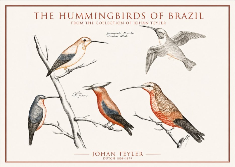 Johan Teyler The Hummingbirds of Brazil from the Collection of Johan Teyler No1 - Poster