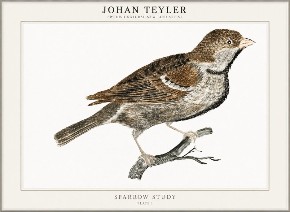 Johan Teyler Sparrow Study No1 - Poster