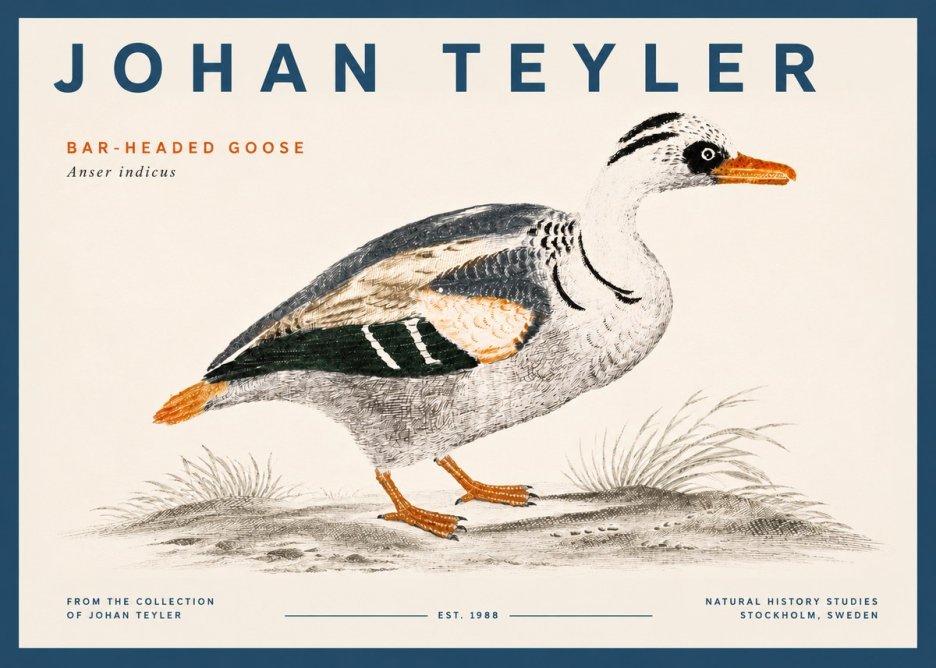 Johan Teyler Bar-headed Goose No5 - Poster