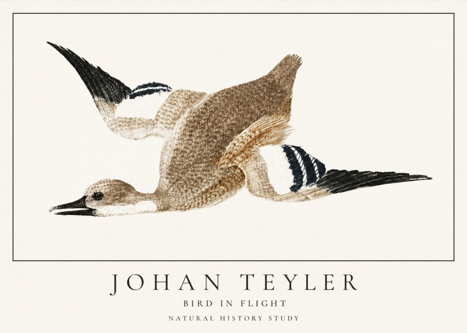 Johan Teyler Bird in Flight II No1 - Poster