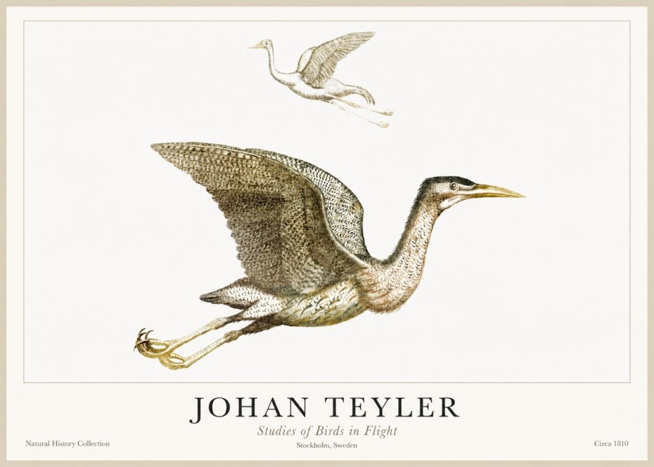 Johan Teyler Studies of Birds in Flight No1 - Poster