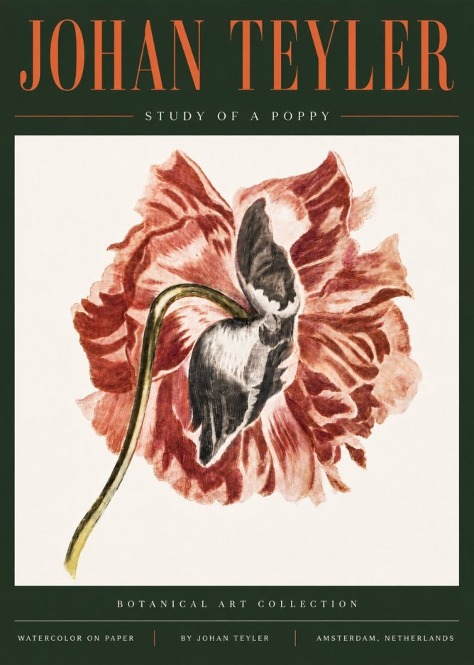 Johan Teyler Study of a Poppy No5 - Poster