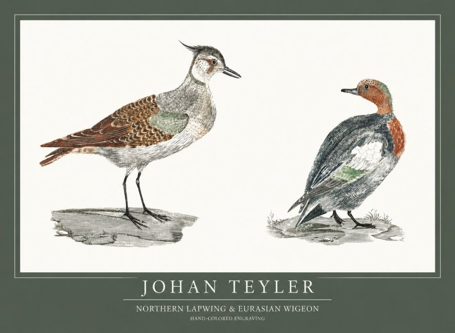 Johan Teyler Northern Lapwing & Eurasian Wigeon No1 - Poster