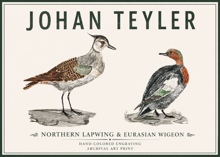 Johan Teyler Northern Lapwing & Eurasian Wigeon No5 - Poster