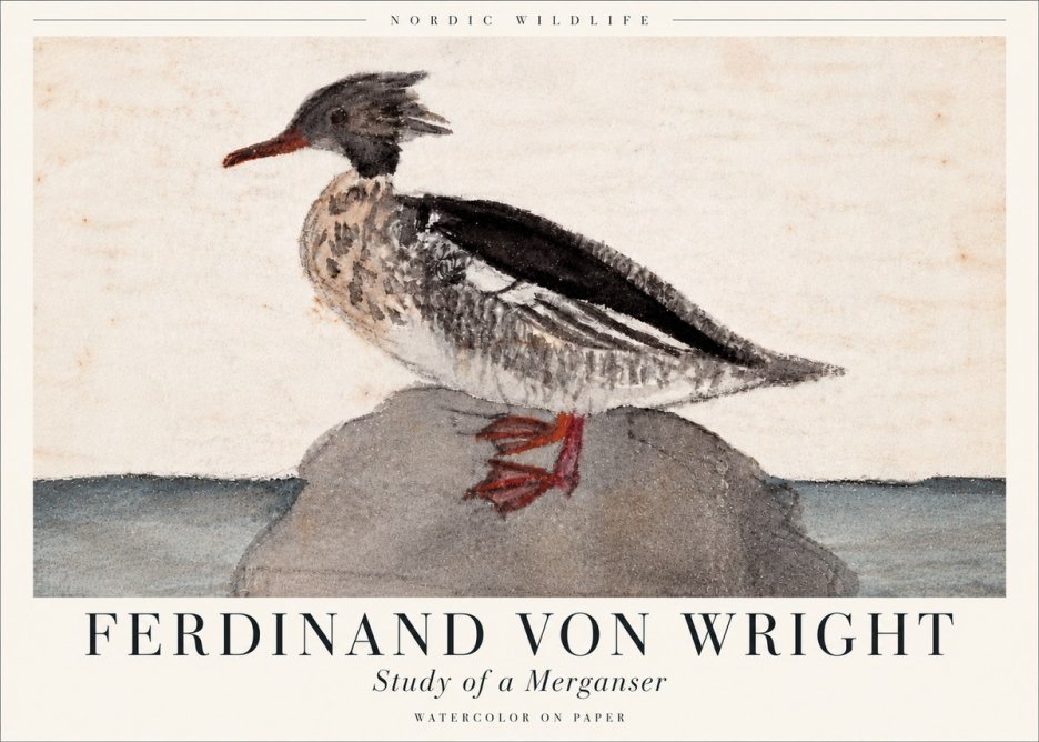 Ferdinand von Wright Study of a Merganser No6 - Poster