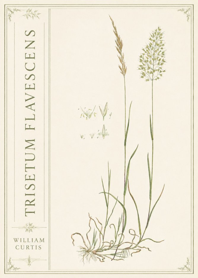 William Curtis Trisetum Flavescens II No2 - Poster