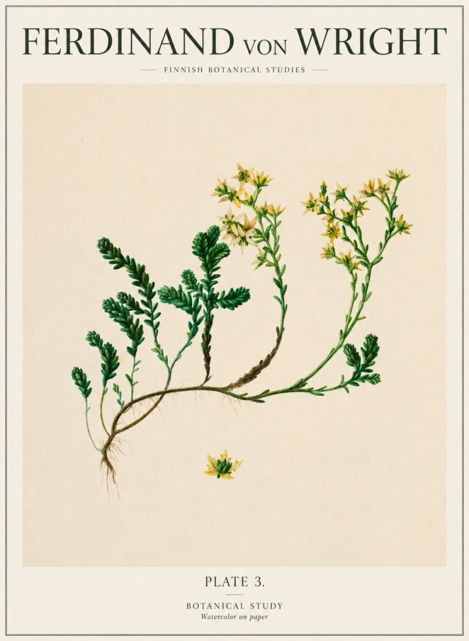 Ferdinand von Wright Botanical Study No1 - Poster