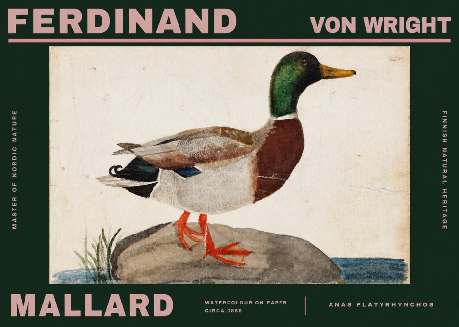 Ferdinand von Wright Mallard (Anas Platyrhynchos) No2 - Poster