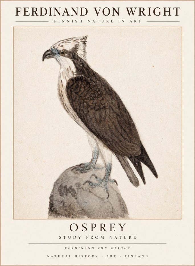 Ferdinand von Wright Osprey No3 - Poster