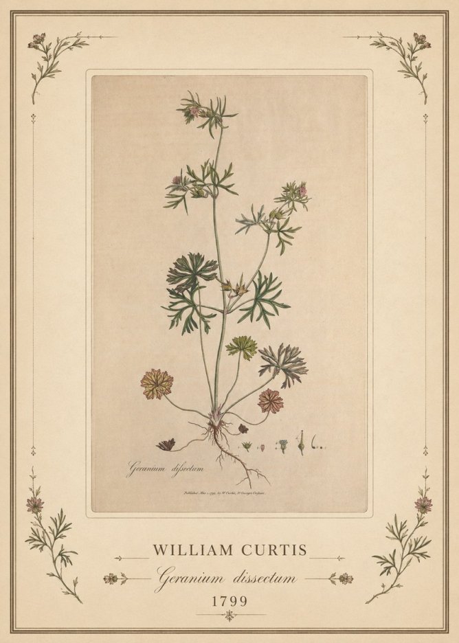 William Curtis Geranium Dissectum II No1 - Poster