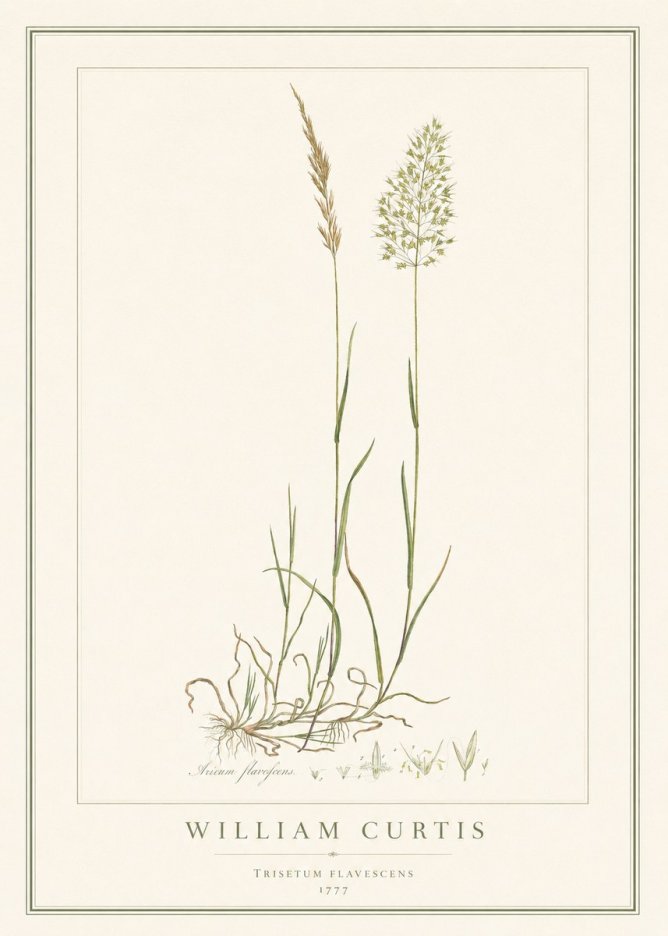William Curtis Trisetum Flavescens III No1 - Poster