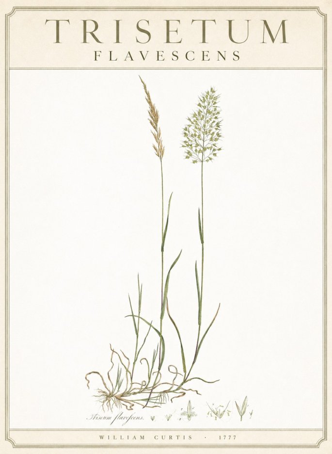 William Curtis Trisetum Flavescens III No3 - Poster