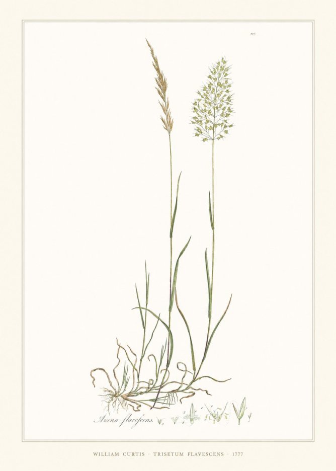William Curtis Trisetum Flavescens III No6 - Poster
