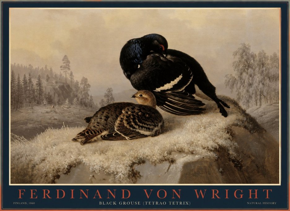 Ferdinand von Wright Black Grouse (Tetrao Tetrix) No1 - Poster