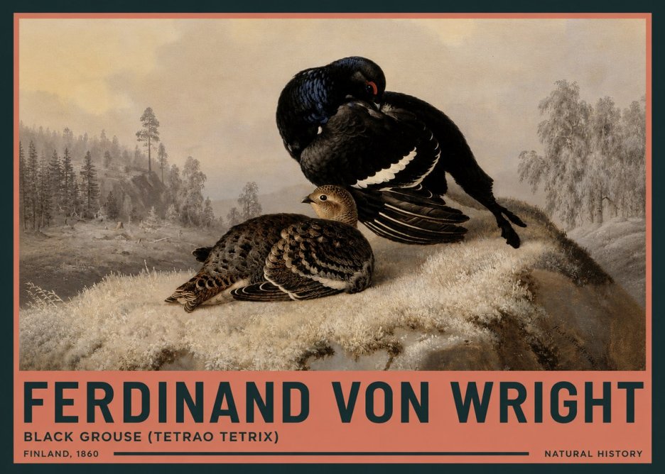 Ferdinand von Wright Black Grouse (Tetrao Tetrix) No3 - Poster