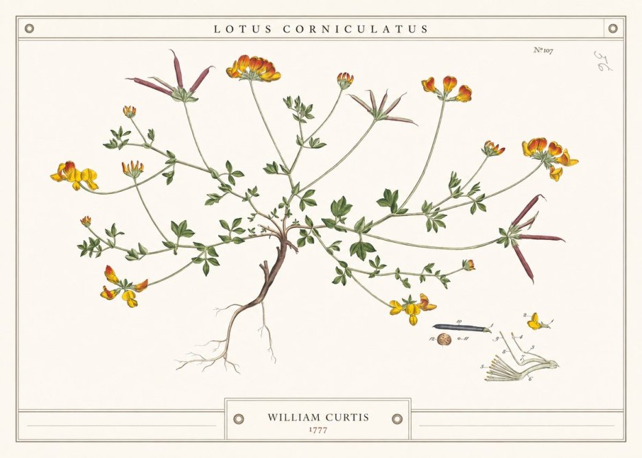 William Curtis Lotus Corniculatus III No4 - Poster