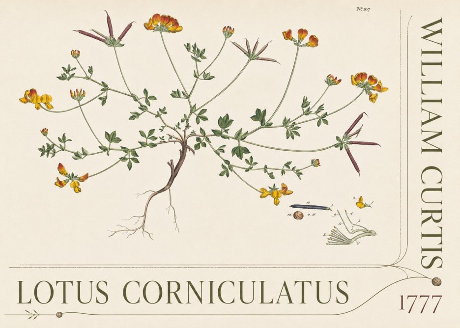 William Curtis Lotus Corniculatus III No5 - Poster