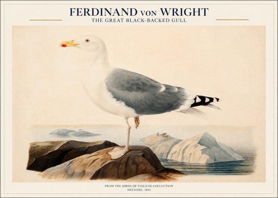 Ferdinand von Wright The Great Black-backed Gull No1 - Poster