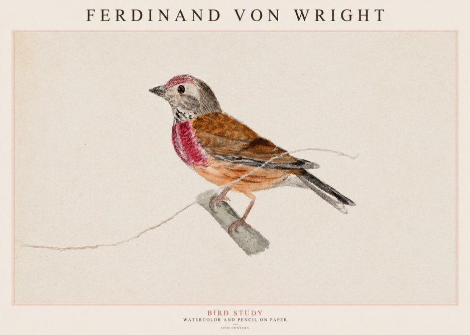 Ferdinand von Wright Bird Study No1 - Poster