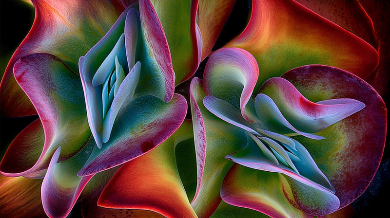 Uploaded
wallpaper